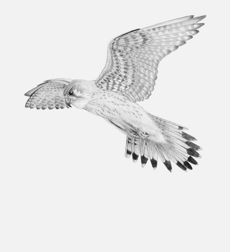 Gamme Oiseaux