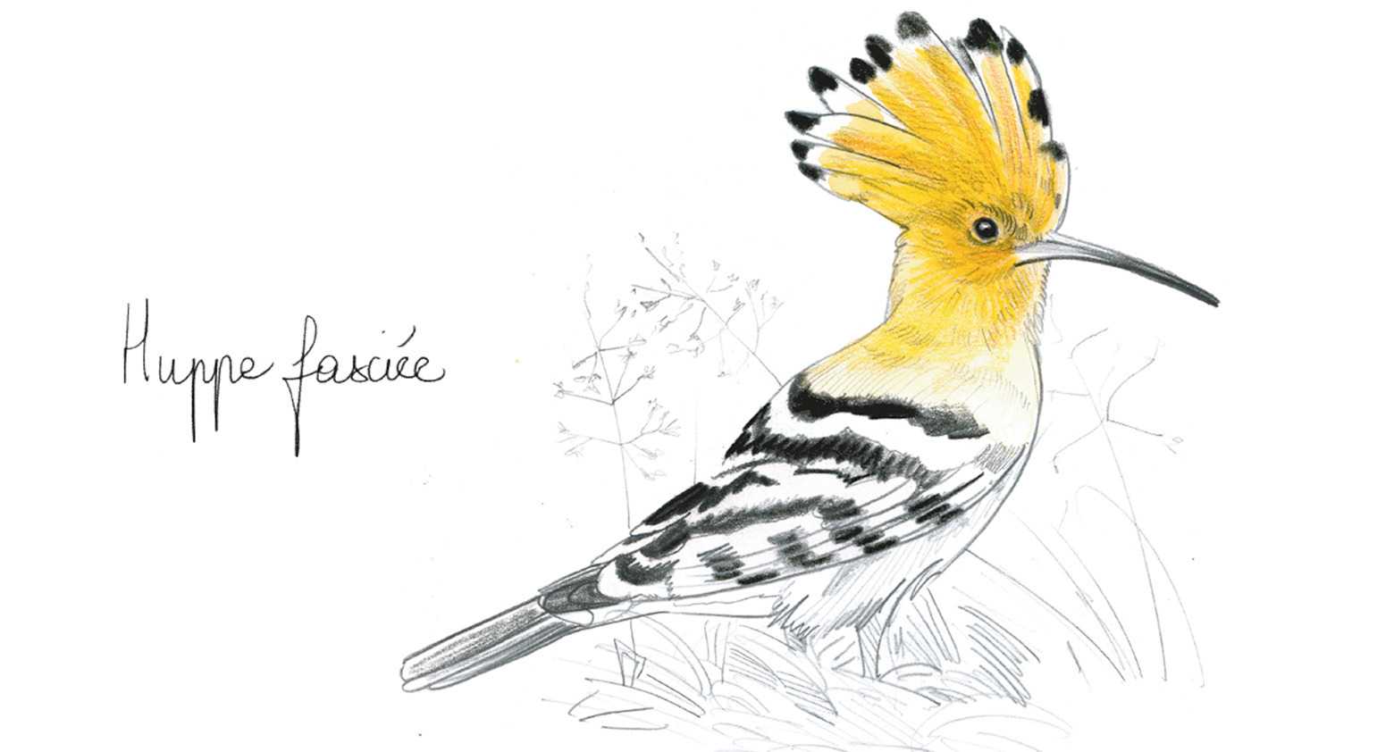 étiquettes naturalistes