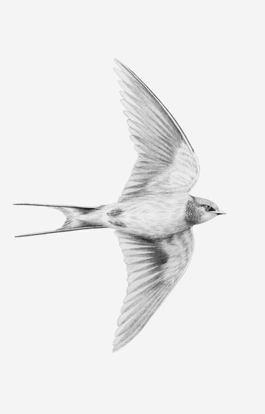 Gamme Oiseaux