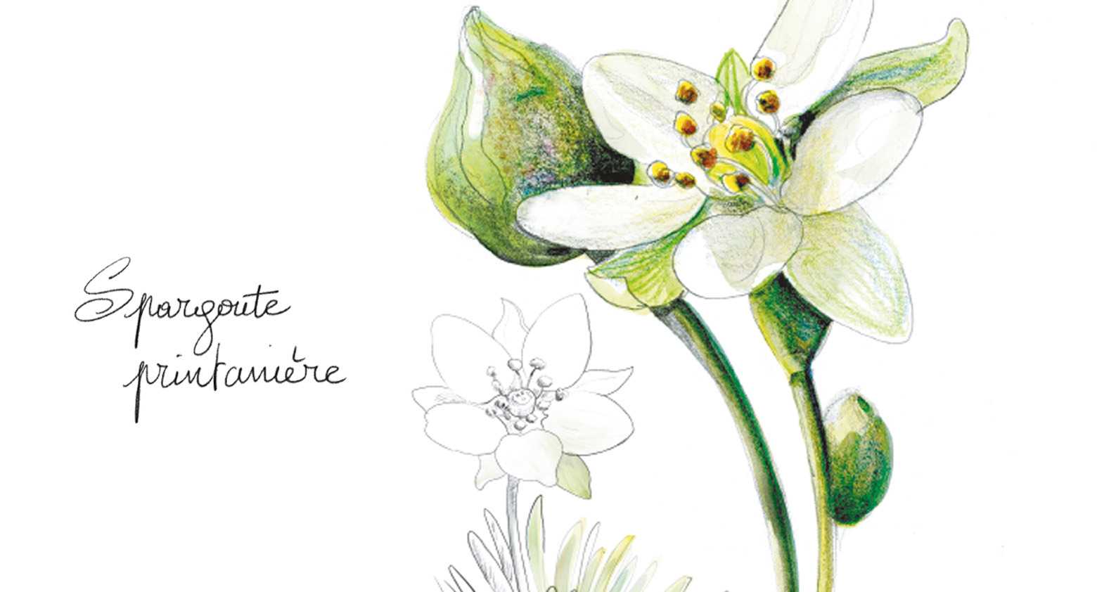 étiquettes naturalistes