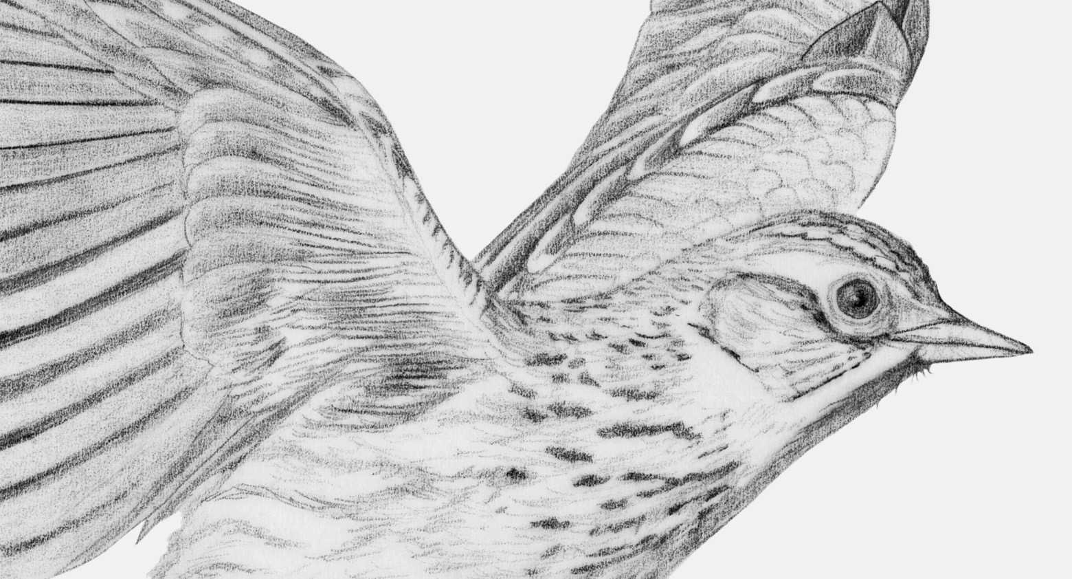 Gamme Oiseaux
