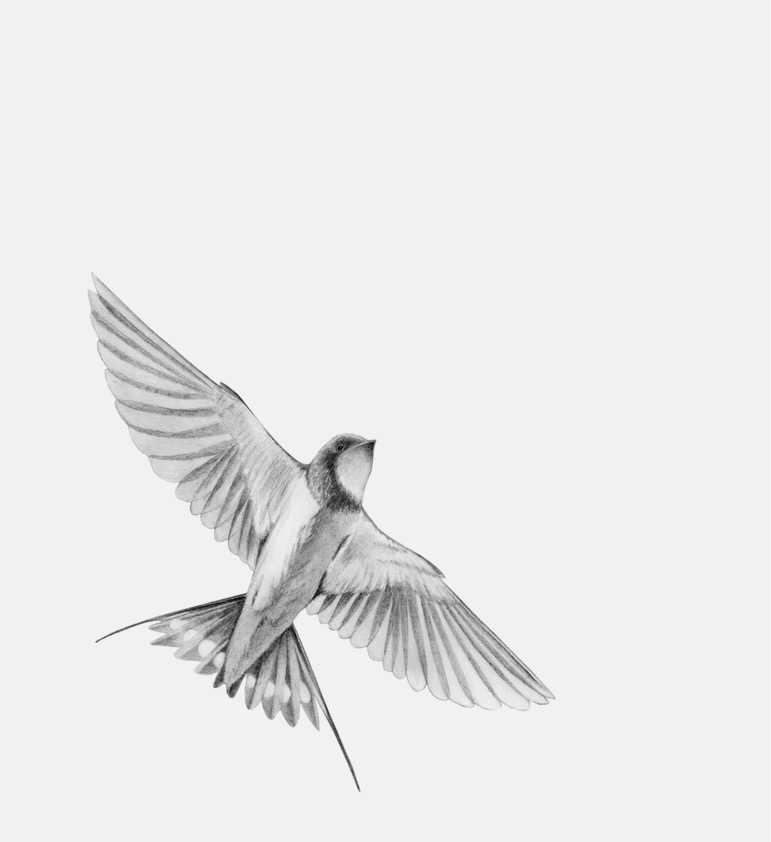 Gamme Oiseaux