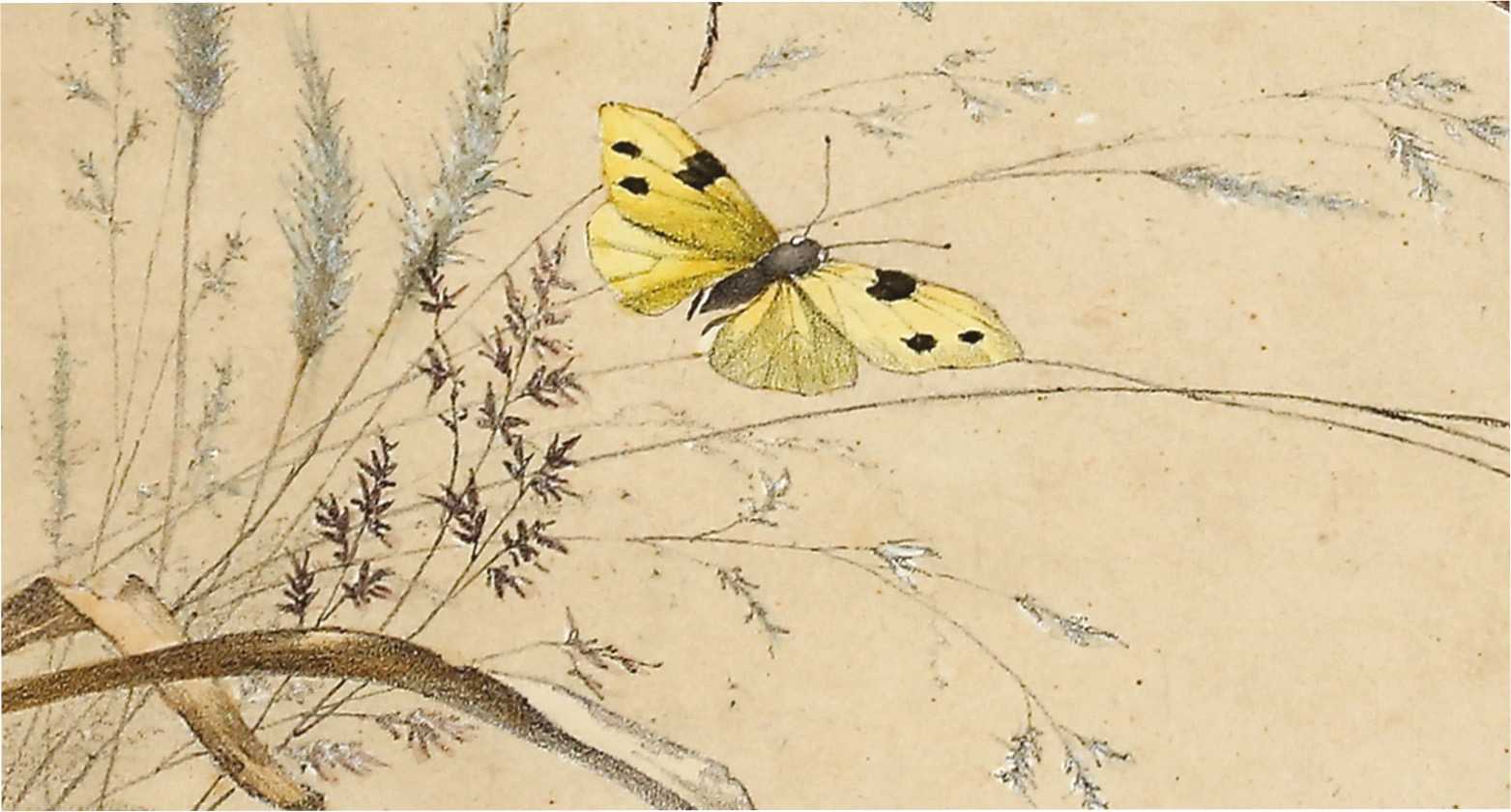 Cartes de voeux